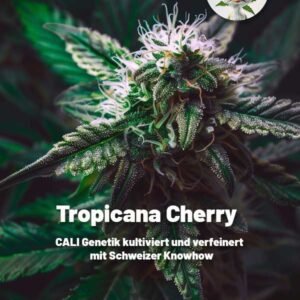 Tropicana Cherry – Bild 1