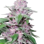 Purple Cookie Kush® THC-Samen – Hybrid mit fruchtig-kushigem Aroma und ausgewogenem High