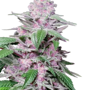 Purple Cookie Kush® THC-Samen – Hybrid mit fruchtig-kushigem Aroma und ausgewogenem High