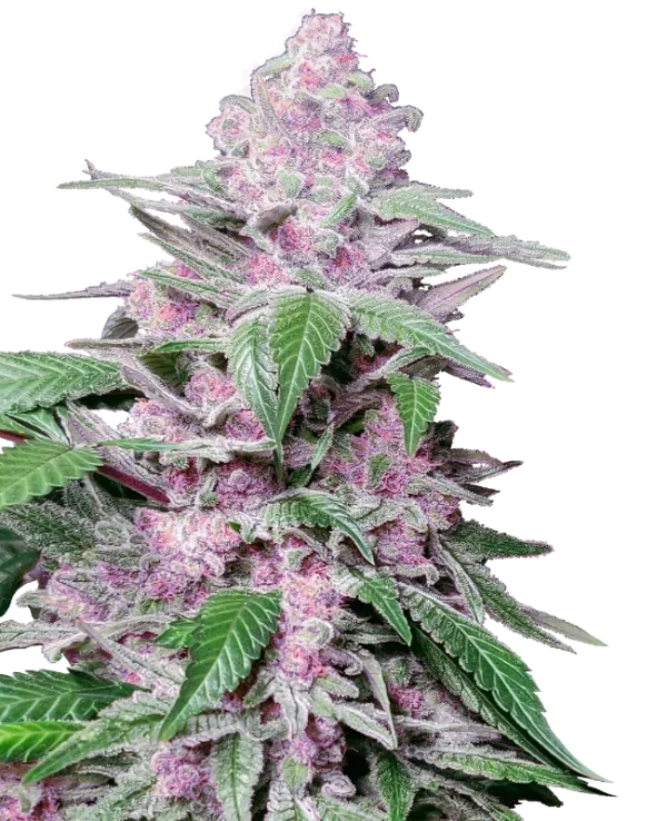 Purple Cookie Kush® THC-Samen Purple Cookie Kush® THC-Samen – Hybrid mit fruchtig-kushigem Aroma und ausgewogenem High