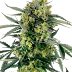 Blueberry Skittlez Auto® THC-Samen – kompakte Autoflowering-Indica mit fruchtigem Beerenaroma