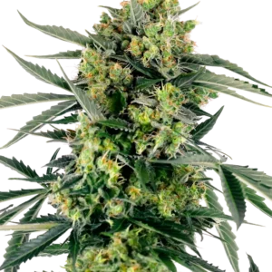 Blueberry Skittlez Auto® THC-Samen – kompakte Autoflowering-Indica mit fruchtigem Beerenaroma