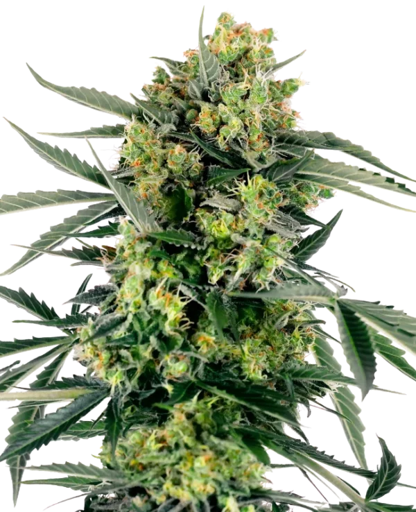 Blueberry Skittlez Auto® THC-Samen – kompakte Autoflowering-Indica mit fruchtigem Beerenaroma