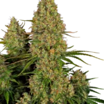 Sticky Orange XXL Auto® THC-Samen – indica-dominante Autoflower mit fruchtigem Zitronenaroma