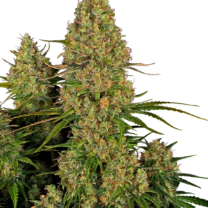 Sticky Orange XXL Auto® THC-Samen – indica-dominante Autoflower mit fruchtigem Zitronenaroma