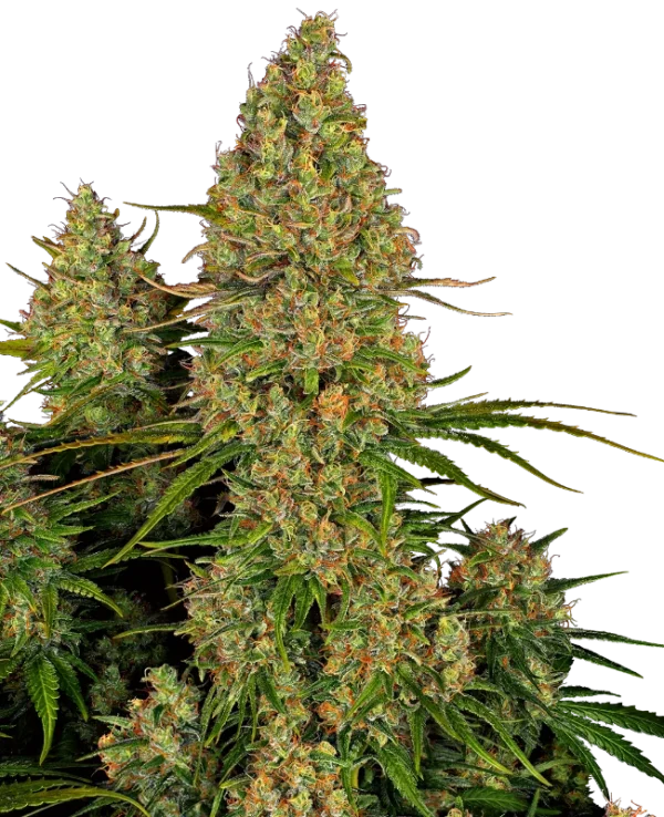 Sticky Orange XXL Auto® THC-Samen – indica-dominante Autoflower mit fruchtigem Zitronenaroma