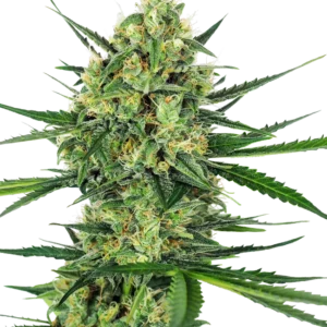 Tangerine Sugar ® – Bild 1