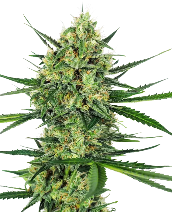 0000047_tangerine-sugar-feminized-seeds_800