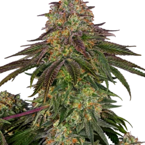 Sweet Cherry Kush® – Bild 1