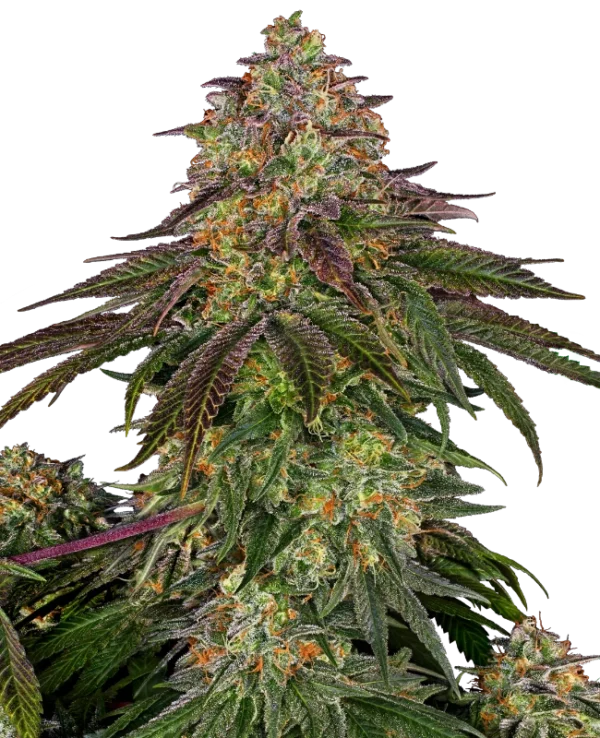 0000053_sweet-cherry-kush-feminized-seeds_800