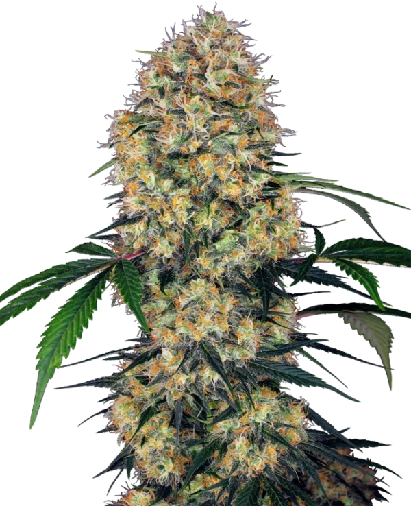 0000092_sensi-amnesia-xxl-automatic-seeds_800