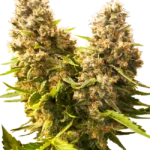 Banana Kush Cake Auto – kompakte, harzreiche Indica-Autoflower mit tropischem Bananenaroma