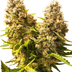 Banana Kush Cake Auto – kompakte, harzreiche Indica-Autoflower mit tropischem Bananenaroma