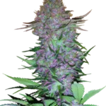 Purple Skunk Auto – kompakte, harzreiche Indica-Autoflower mit intensivem Skunk-Duft und tiefvioletten Buds