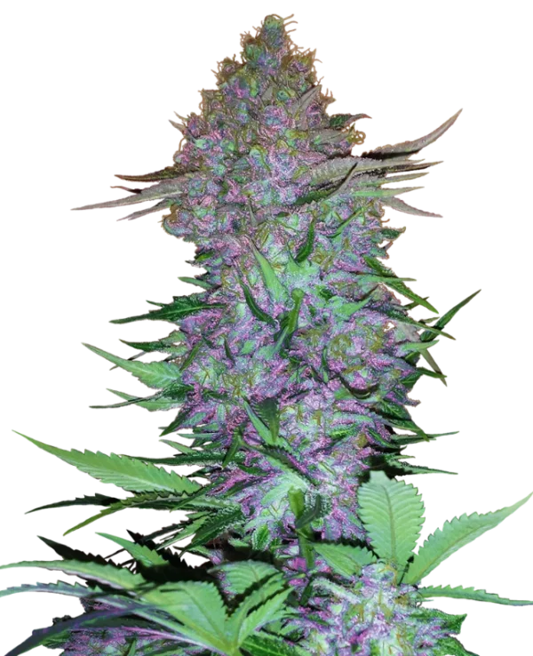 Purple Skunk Auto – Indica-dominante Autoflower mit hoher Ertragskraft Purple Skunk Auto – kompakte, harzreiche Indica-Autoflower mit intensivem Skunk-Duft und tiefvioletten Buds