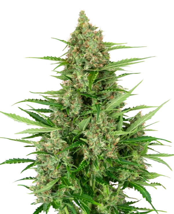 0000259_double-kush-cake-automatic-seeds_800