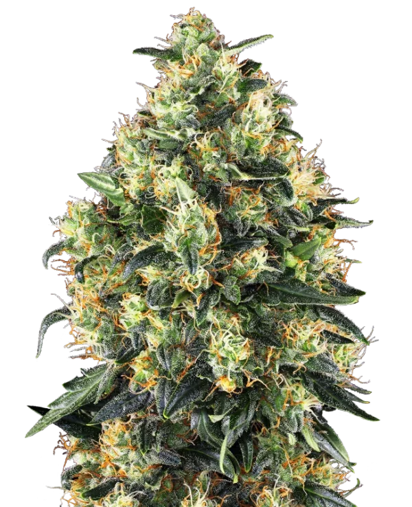 0000353_super-skunk-automatic-seeds_800