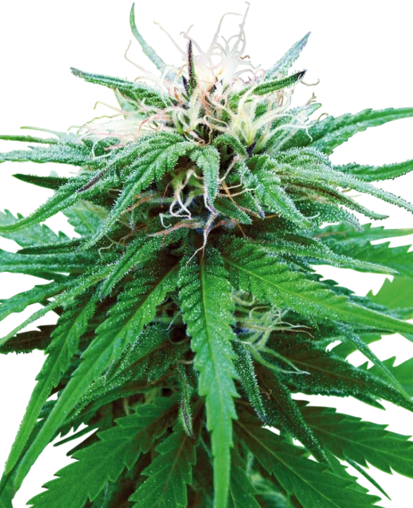 0000393_ruderalis-indica-regular-seeds_800