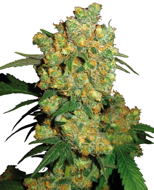 0000623_big-bud-feminized-seeds_800