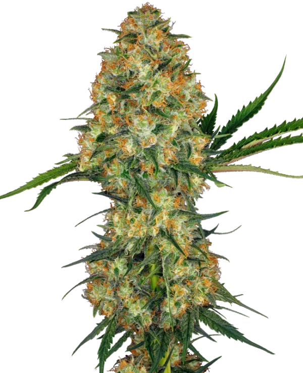 0000630_hindu-kush-regular-seeds_800