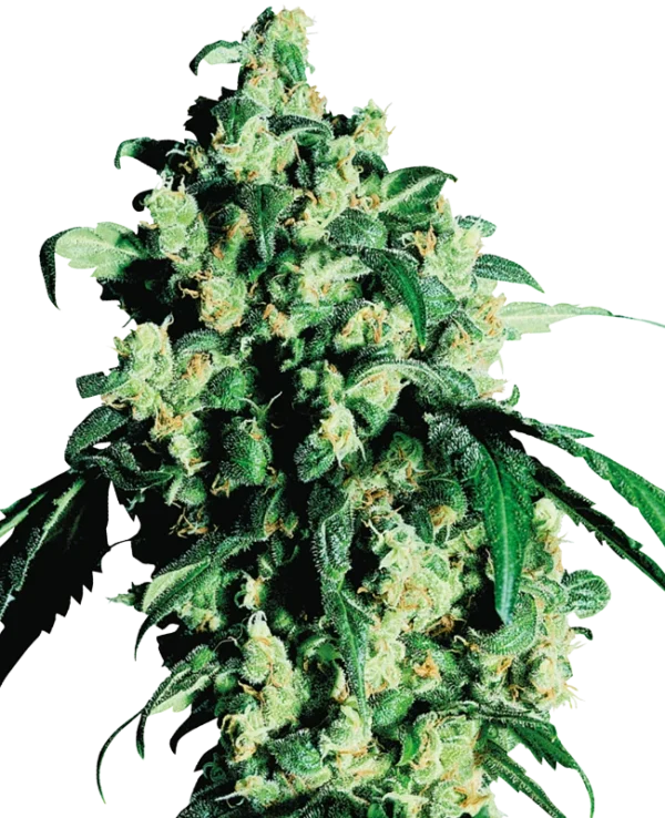 0000703_super-skunk-regular-seeds_800