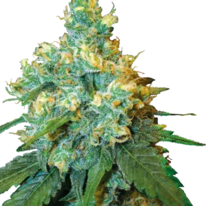 Jack Herer® – Bild 1