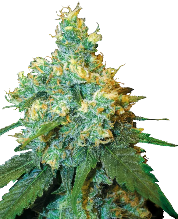 0000764_jack-herer-feminized-seeds_800