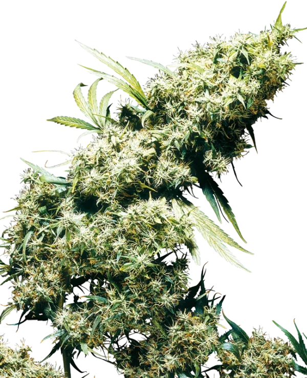 0000794_jamaican-pearl-regular-seeds_800