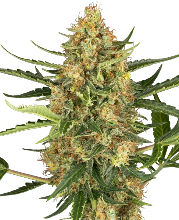 0001155_blueberry-bubblegum-automatic-seeds_800