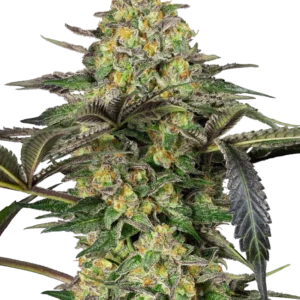 Grapevine Candy® – Bild 1