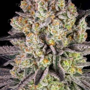 Runtzzzz THC-Stecklinge gesund und kräftig, ideal für Indoor- und Outdoor-Anbau