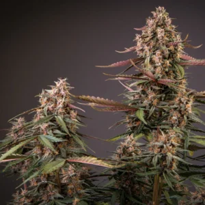 Auto Blackberry Kush – Bild 1