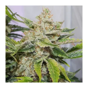 Auto Skywalker Haze – Bild 1