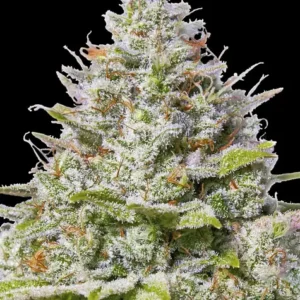 Blue Gelato 41 – Bild 1