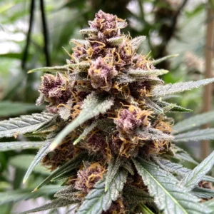 Durban Poison – Bild 1