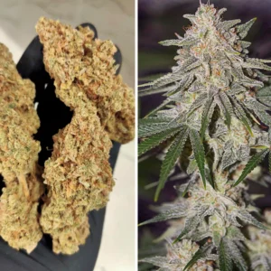 Glueberry OG – Bild 1