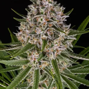 Lemon Haze Auto – Bild 1