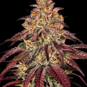 Mimosa x Orange Punch Auto – Bild 1