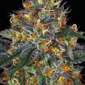 MobyzDick – Bild 3