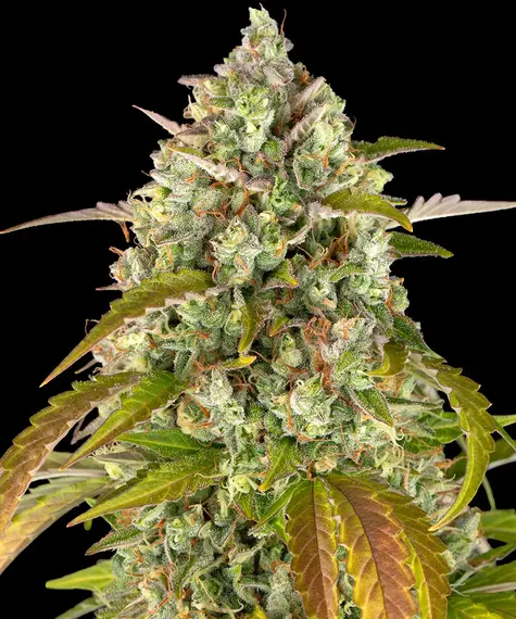 pineapple_express_auto