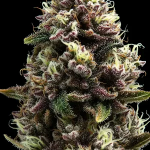 Purple Punch – Bild 3