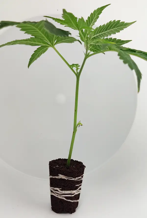 Steckling Critical Kush