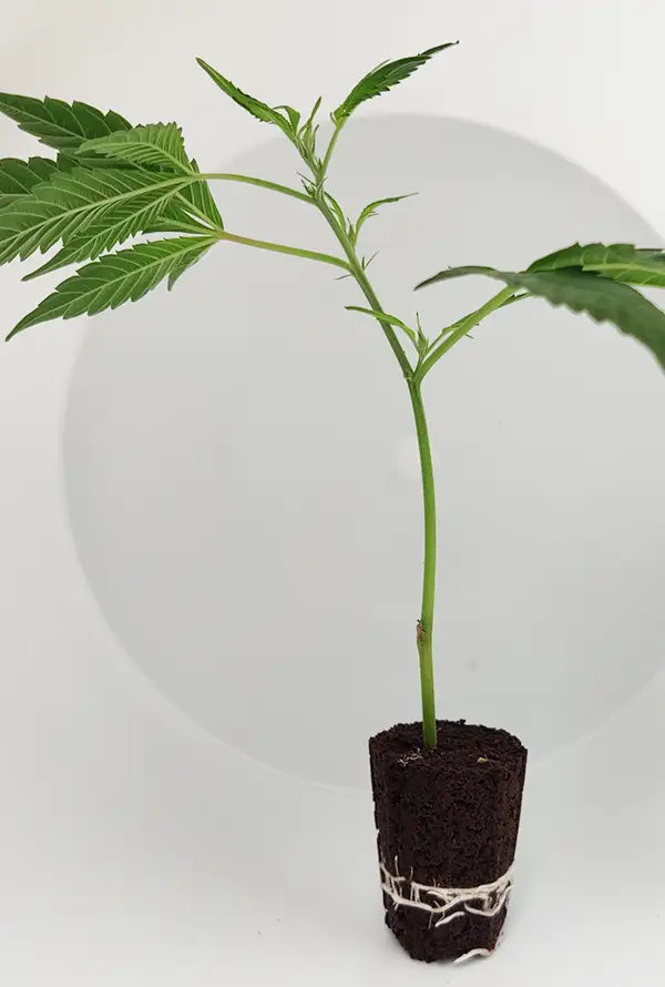 Steckling Apple fritter