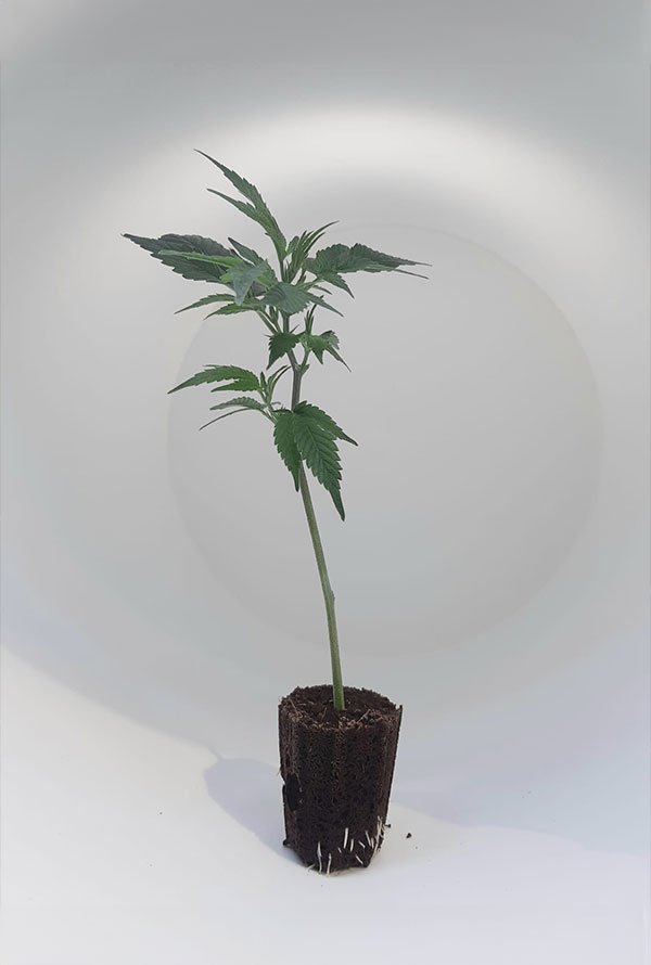 Steckling Wedding Cake