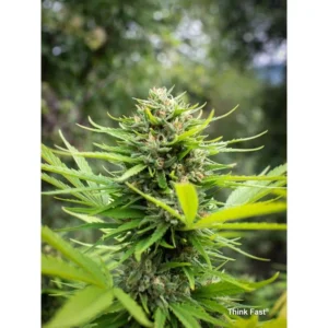 Think Fast – Bild 1