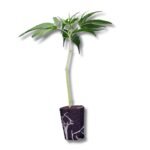 Hollands Hope THC-Samen Pflanze mit grünen Blättern und aromatischem Duft