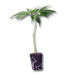 Sweet Cherry Kush® THC-Samen mit intensivem Kirscharoma und ausgewogenem Kopf- und Body-High