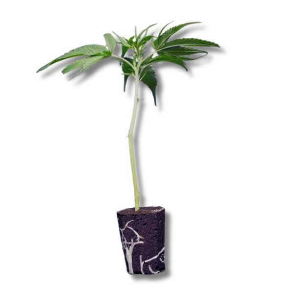 CI – California Indi® THC-Stecklinge: Vital wachsende Cannabispflanzen mit kompakter Blütenstruktur und intensivem Aroma.