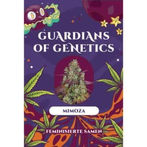 Amnesia THC-Stecklinge – Bild 3