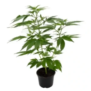 Jamaican Pearl® Sativa-Samen